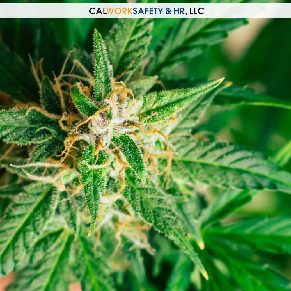 CalWorkSafetyHR's tweet photo. Starting 1/1/24, #CA #employers can no longer ask about past #cannabis use or conduct certain marijuana-related tests. This shift comes with important exceptions &amp; guidelines: https://t.co/2aGcTubIbV.
Stay informed with @CalWorkSafetyHR: https://t.co/Cq0kKsYtQx. (Src: @Zallerlaw) https://t.co/yRqaVqSzyU
