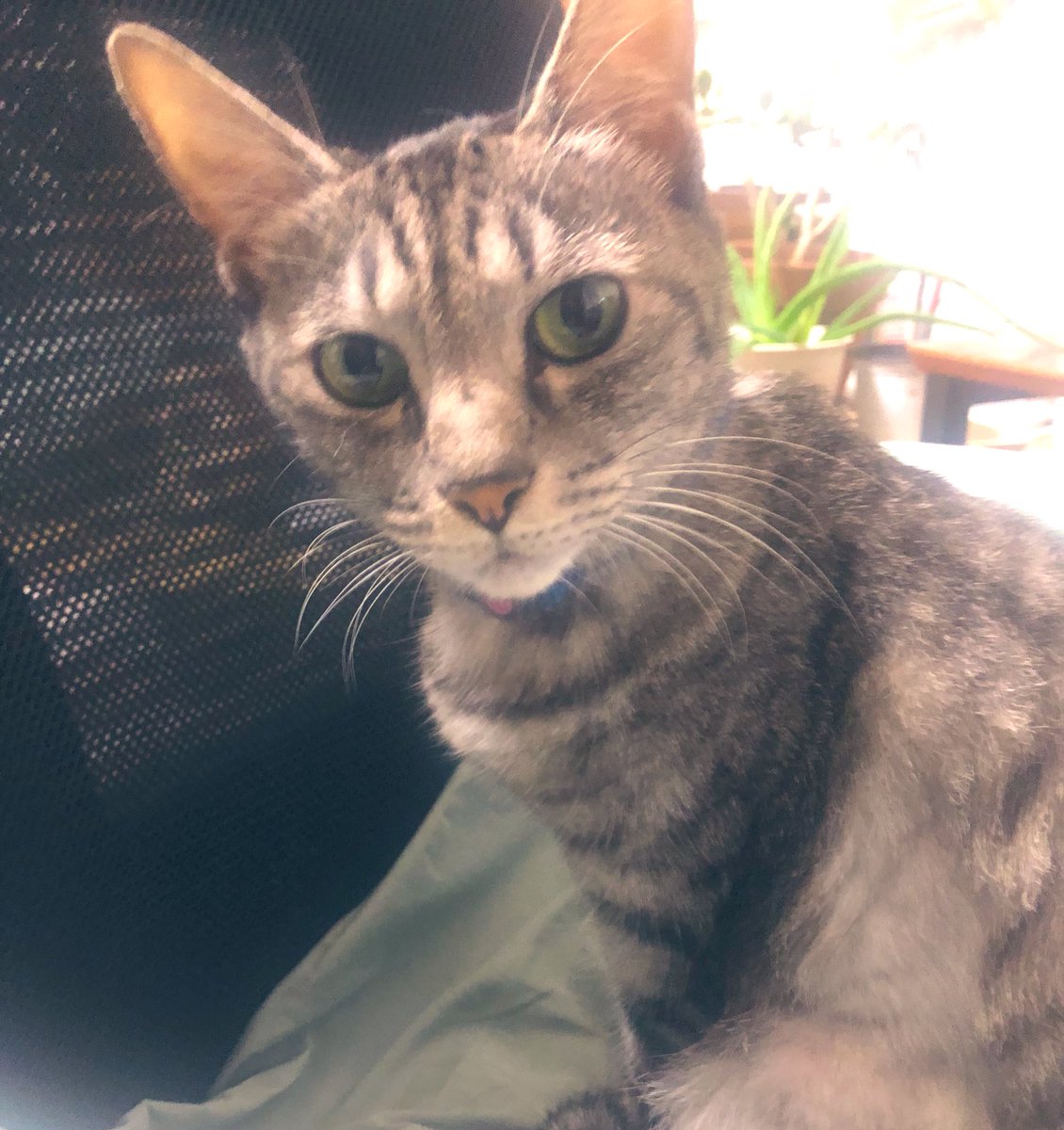 Akeakemichi's tweet photo. おはようニャン😻
人生の夜明け☀️
それは最高の贈り物です⭐️
神が私たちに与えてくれるもの🐈🐈‍⬛
#おはようございます 
#猫好きさんとつながりたい 
#猫のいるくらし #cats #CatsAreFamily #catsfunny https://t.co/h6hXlvAvAX