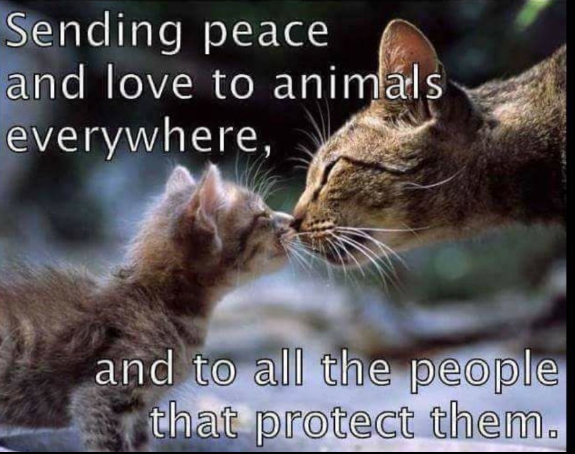 catwatchrescue's tweet photo. Goodnight from us all at https://t.co/JRsgxvKgd5

#catrescue #kittenrescue #charity #animalchallenge #adoptdontshop🐾 #teamzay https://t.co/fAx1yKaSzw