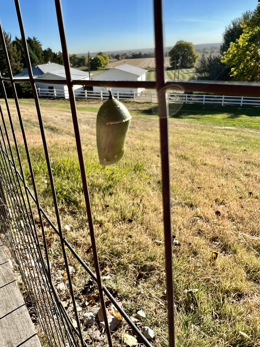 ChiMasterGrdnr's tweet photo. Chrysalis found on the fence a few days ago and today I witnessed the butterfly’s first flight! https://t.co/kMfEq1QVIb
