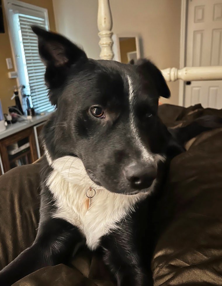 This is Axel. Early one morning, he jumped in his parents’ bed to wake them up. When they reluctantly got up to let him out, he didn’t want to go. Instead he stopped in front of the bedroom door of their teen son, Gabriel, and wouldn’t move. Inside, Gabriel was having a stroke...