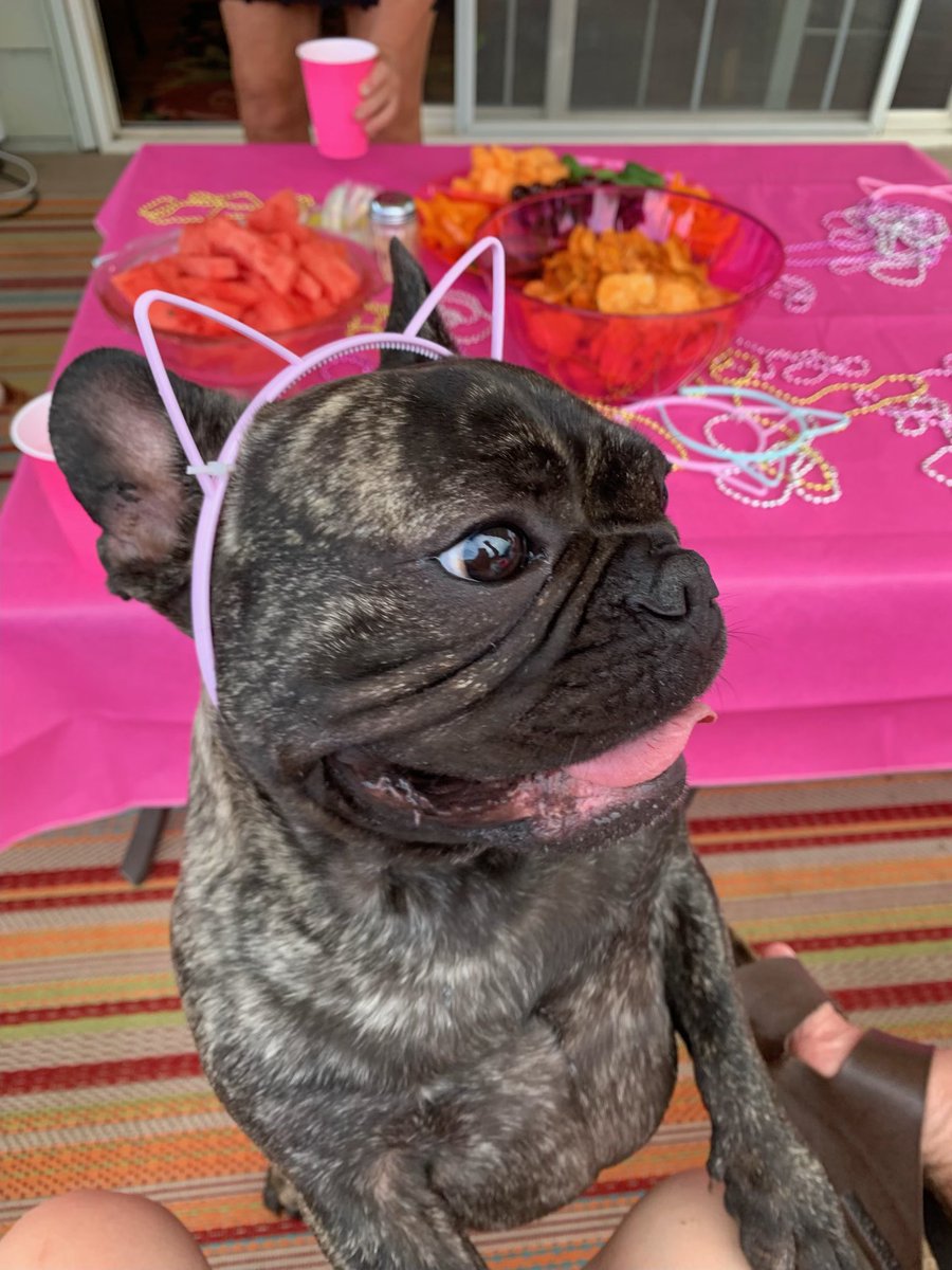 percgremlin's tweet photo. It’s Bean’s birthday, please say happy birthday Bean! https://t.co/wC6n5dUTWO