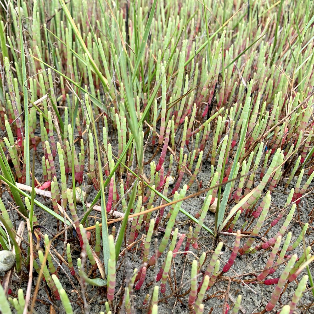 Glasswort, AKA pickleweed, is a tough halophyte plant that thrives in high-salinity areas in the intertidal zone. Vibrant green during the summer, it has a stunning red transformation in the fall.  If you find it, you can eat it! #edibleplants #marshlife #glasswort #NCNERR