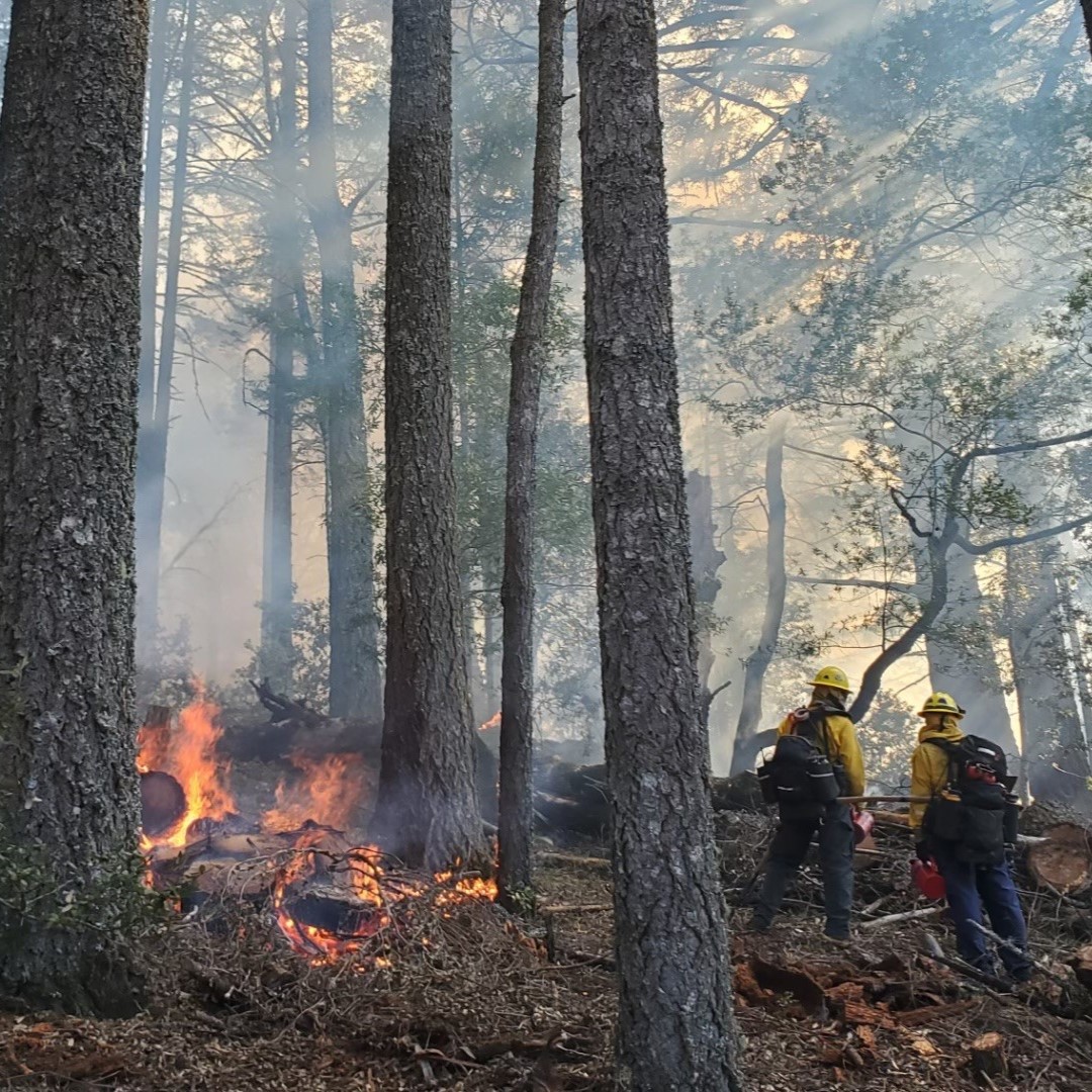 The prescribed fire applied to the southern end of the Mt. Tam Watershed on Oct.18 has been completed, with mop-up work continuing for the next few days. We thank our partners at @marincountyfire for all of their efforts to ensure the safe execution of this operation. A thread: