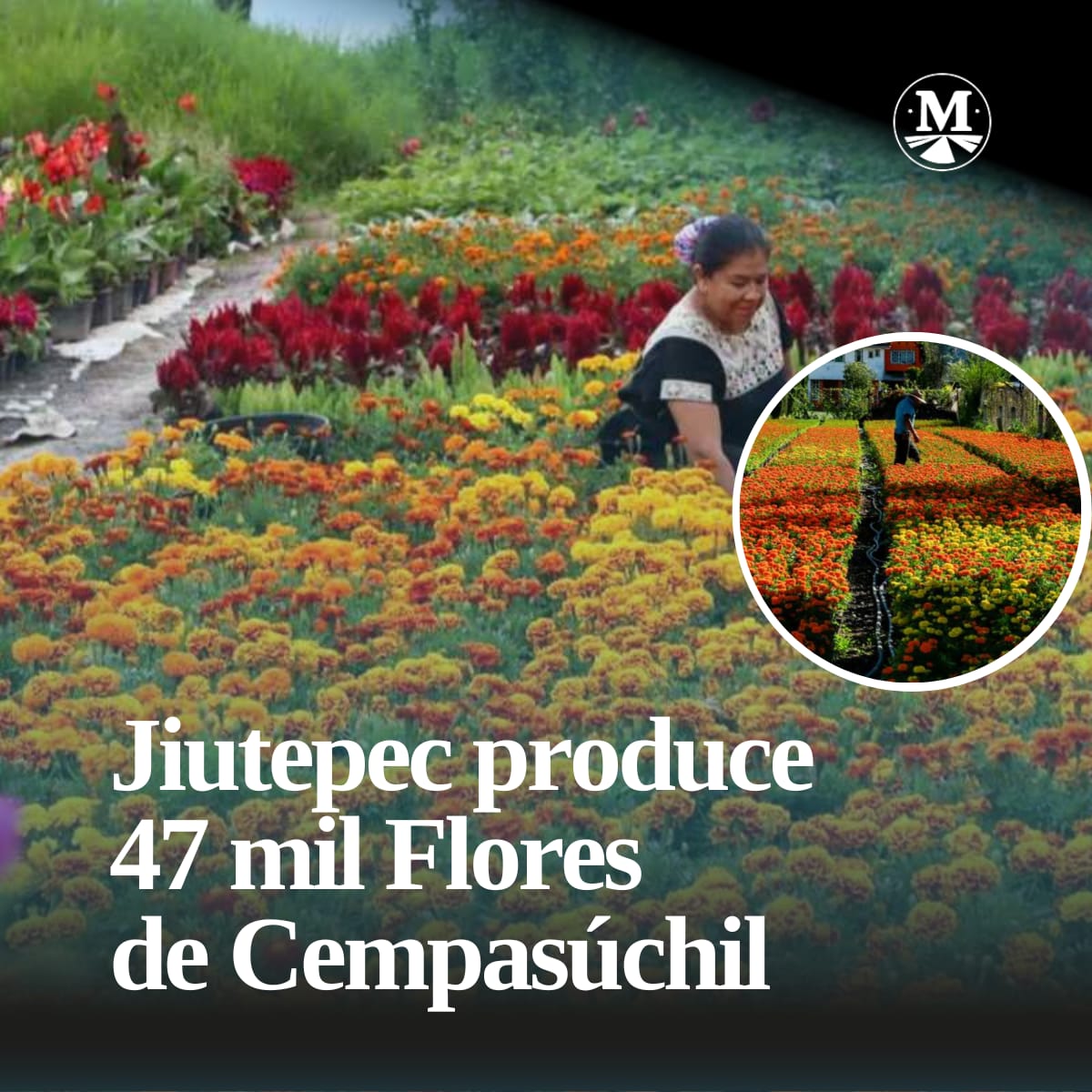 Jiutepec, #OrgulloMorelense en esta víspera de día de muertos, produciendo las flores que llevarán de vida los altares de nuestros difuntos.

Te contamos sobre su cultivo y los volúmenes de producción en el municipio: lc.cx/cHi_ae