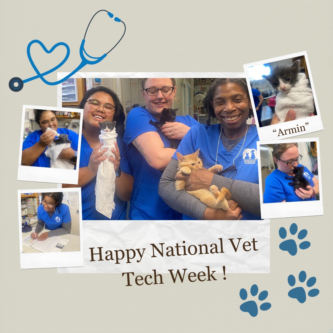 Happy National Vet Tech Week to our dedicated and hard-working vet techs, Cynthia, Nina, Angela and Erica! They are an incredible team who work to keep our animals healthy & loved.