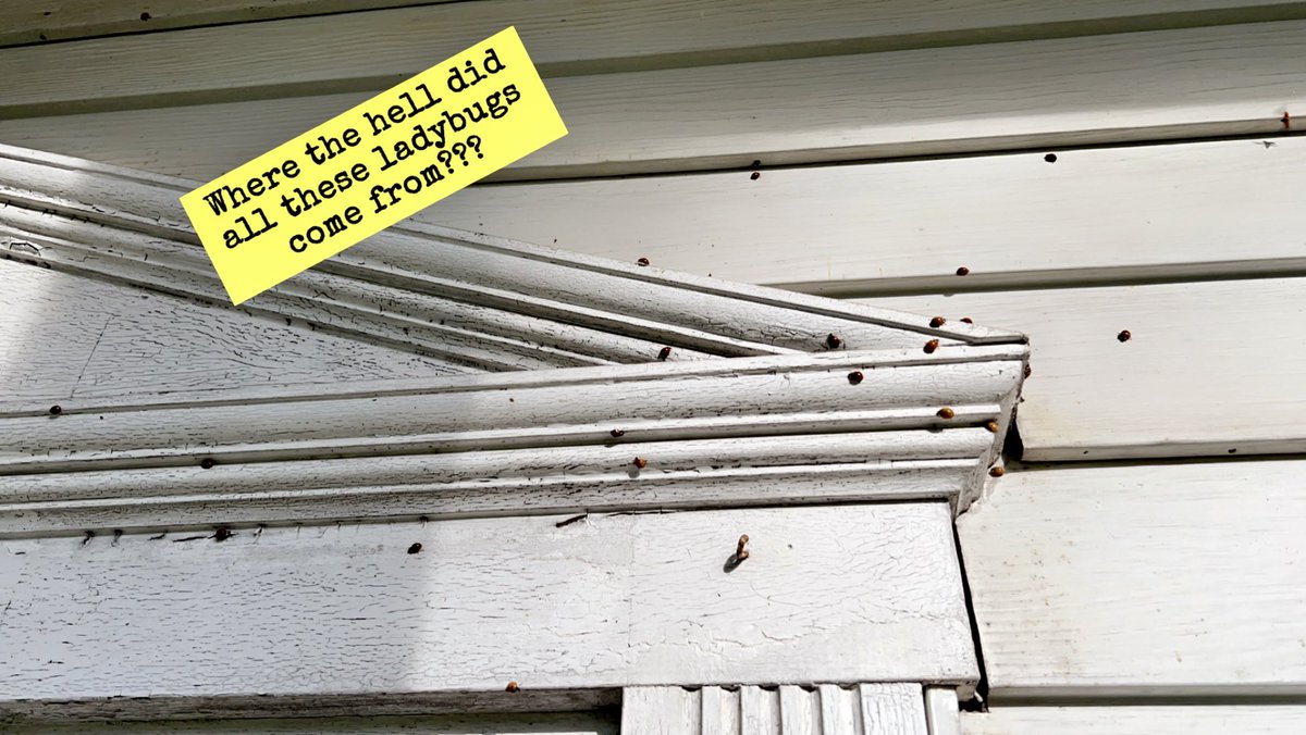 EFCidade's tweet image. North Sewickley friends: is anyone else dealing with hundreds of pissed off lady bugs swarming your home?!

#CountryLife 🏡 #BugOff 🐞