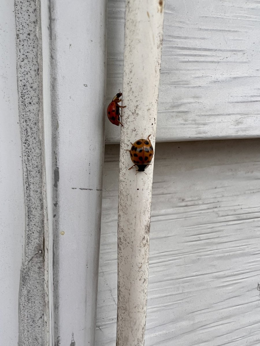 EFCidade's tweet image. North Sewickley friends: is anyone else dealing with hundreds of pissed off lady bugs swarming your home?!

#CountryLife 🏡 #BugOff 🐞