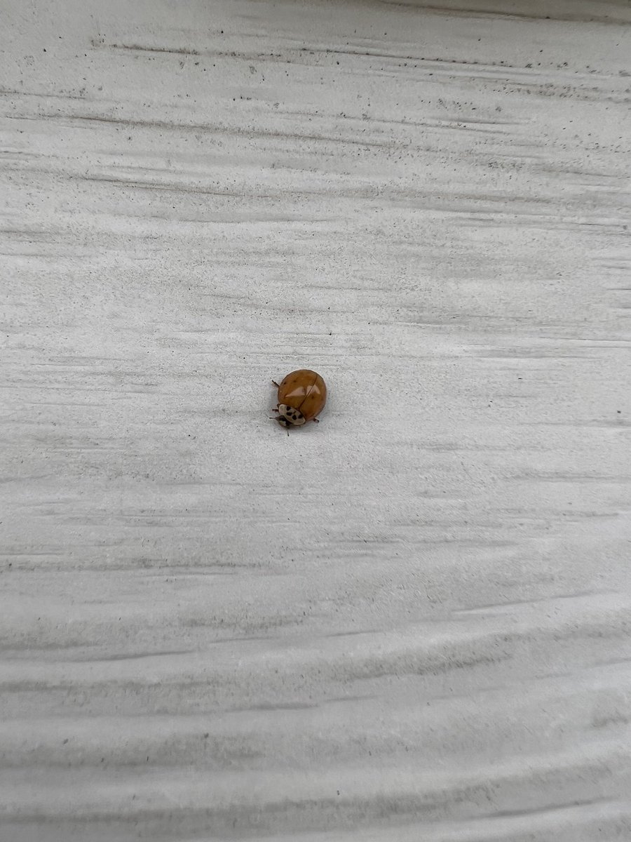 EFCidade's tweet image. North Sewickley friends: is anyone else dealing with hundreds of pissed off lady bugs swarming your home?!

#CountryLife 🏡 #BugOff 🐞