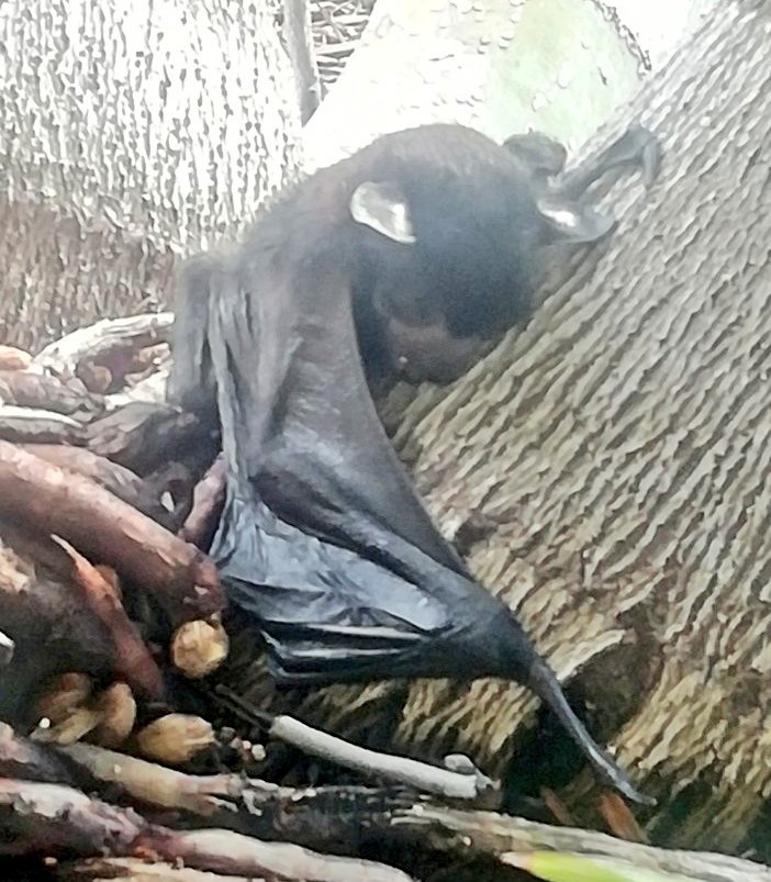 VickyVix🦔 tweet media