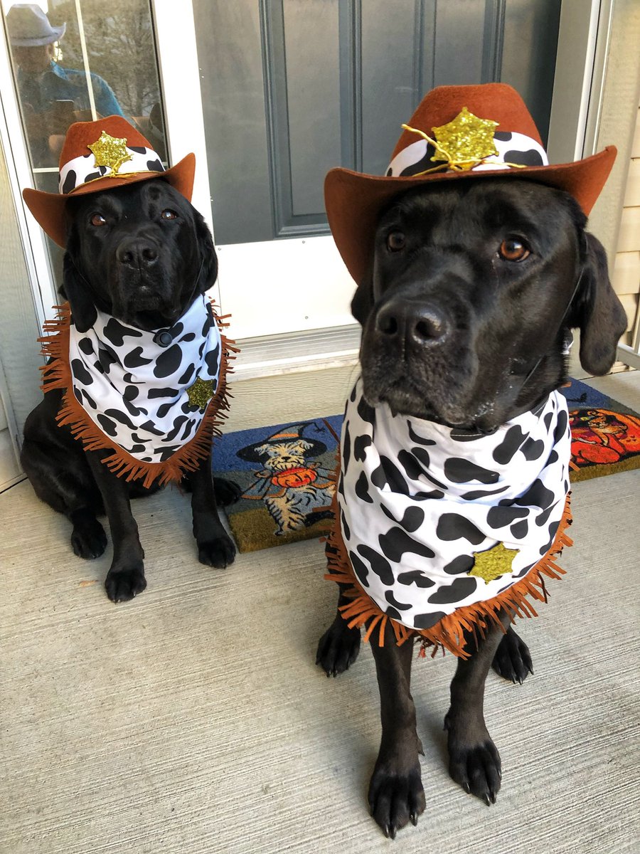 PADSk9Merlot's tweet photo. Howdy hey, howdy howwww do I get roped into these things?!
#Halloween countdown is on. 🎃#throwbackthursday to 2018. #giddyup #firstworlddogproblems #dogs @reginapolice @PADSdogs https://t.co/RegtNY0ztr