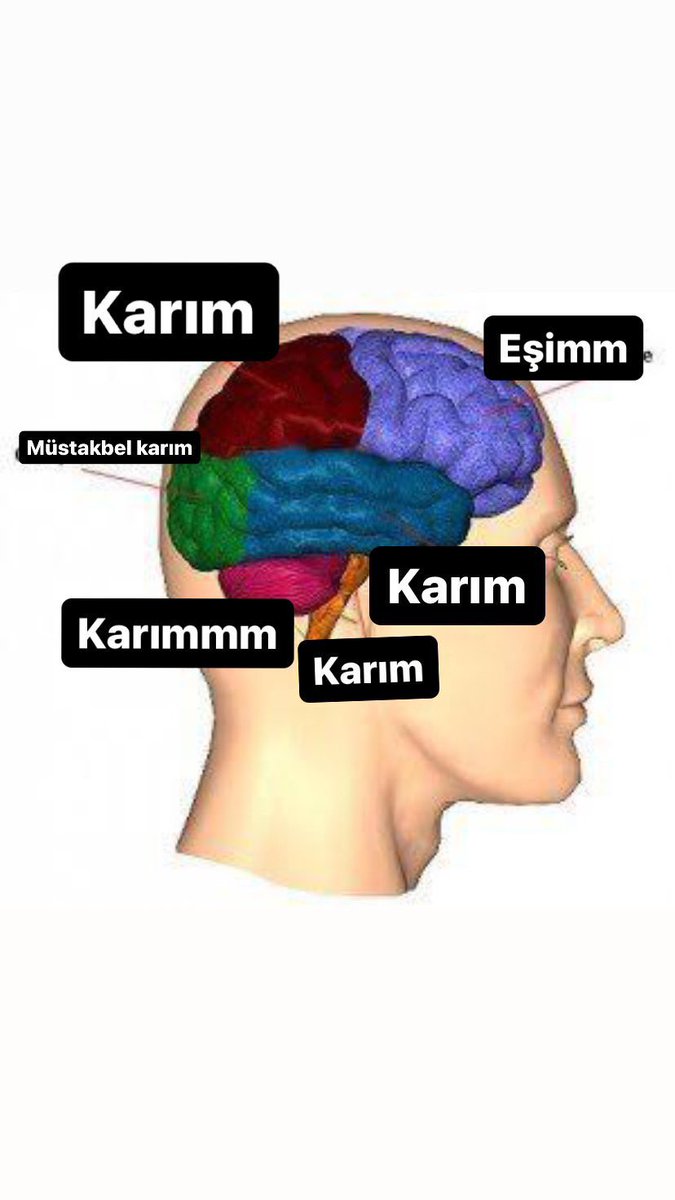 ideal erkek beyni nasıl mı olmalı... işte böyle