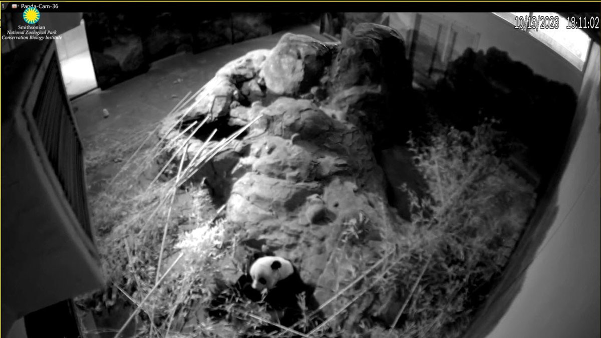 PookieDigi4Ever's tweet image. Oh my! We get to see Mama Mei on the #PandaCam at night time! 😃 #PandaStory @MommyMei98 @tiantianpanda97 @DCPandaCub4 @NationalZoo