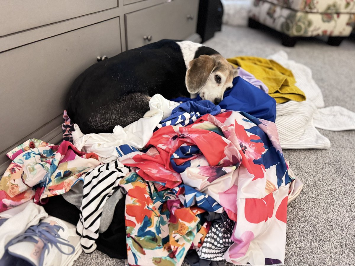 2Beagles1Mutt's tweet photo. Where there’s a pile of clothes, there too a Piper will be… #Beagles #Dogs #thursdaymood https://t.co/GSMw7otV18