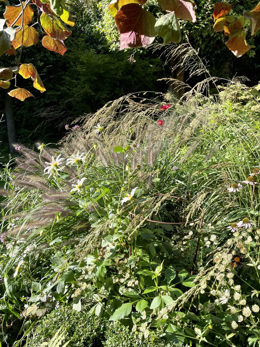 gardenexcel's tweet photo. A little Honka Fragile as the weather turns. https://t.co/eHPOQCbN1W