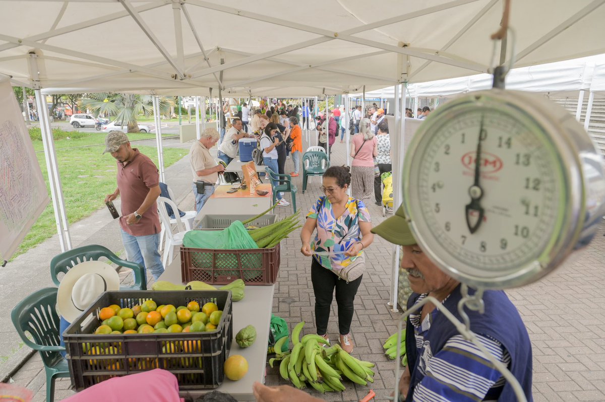 Gob_Risaralda's tweet photo. 🧑🏽‍🌾 Así vivimos nuestro #MercadoCampesino en la Plaza Cívica Ciudad Victoria. 

🥕Gracias por apoyar a los campesinos y productores risaraldenses que gracias a nuestra estrategia comercializan sus productos directamente y sin intermediarios.

💙 El campo es #SentimientoDeTodos https://t.co/Cr4HW9Akqs