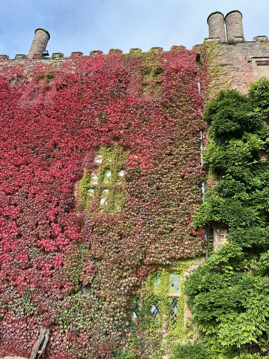 onedavidpratt's tweet photo. @nationaltrust Virginia creeper @NTPowisCastle today, 19th October. https://t.co/Nqm3FrnbRB