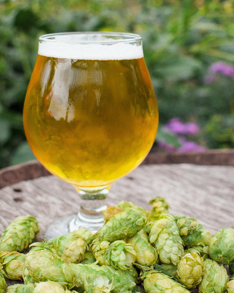 cdangerbrewer's tweet photo. It's MEA, Minnesota and we're open all weekend long! We even have a special party on Saturday: Fresh Hop Fest! π»π
It's time to head North while the leaves are *golden*.
#freshhopfest #castledangerbrewery #mncraftbeer #MEAweekend #minnesota https://t.co/KrcYlNE8H0