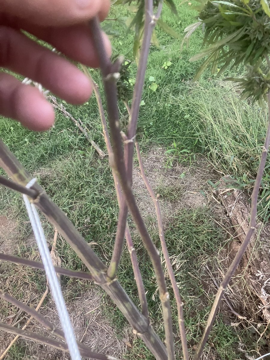 FieldButcher's tweet image. 