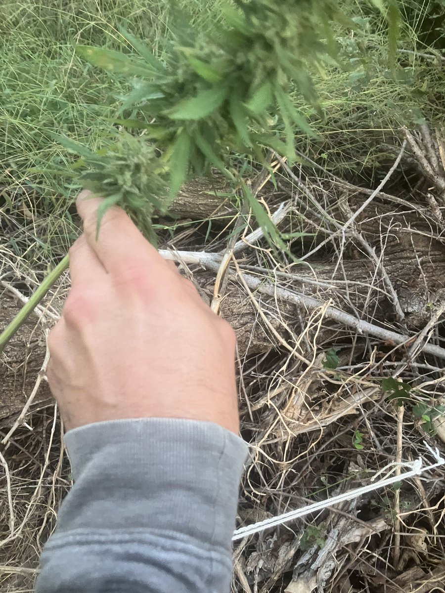 FieldButcher's tweet image. 