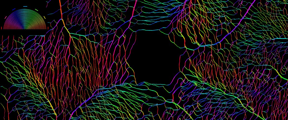 SchallekLab (@schalleklab) on Twitter photo Encouraging submissions to <a href="/ARVOinfo/">ARVO</a> ARVO image contest!
Here is ours: a map of the foveal avascular zone captured in the living eye with adaptive optics. Orientation of the finest capillaries are rendered in color. Science + Art
<a href="/FlaumEye/">Flaum Eye Institute</a> <a href="/CvsUor/">CVSUoR</a> <a href="/URNeuroscience/">Del Monte Institute for Neuroscience</a> Encouraging submissions to <a href="/ARVOinfo/">ARVO</a> ARVO image contest!
Here is ours: a map of the foveal avascular zone captured in the living eye with adaptive optics. Orientation of the finest capillaries are rendered in color. Science + Art
<a href="/FlaumEye/">Flaum Eye Institute</a> <a href="/CvsUor/">CVSUoR</a> <a href="/URNeuroscience/">Del Monte Institute for Neuroscience</a>