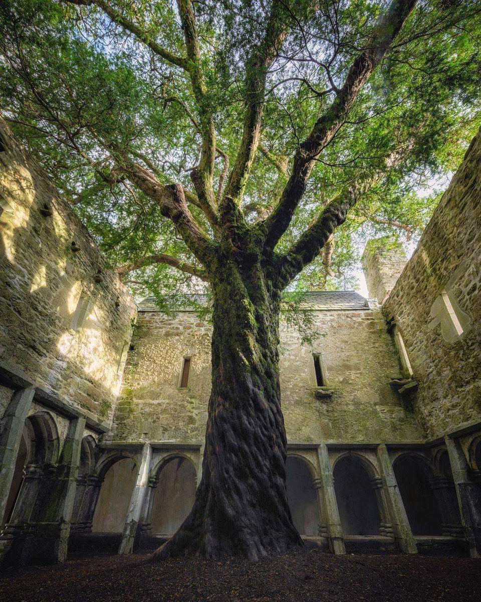 archeohistories's tweet photo. A YEW TREE CLAIMING THE SPIRITUAL LEGACY OF AN ABANDONED IRISH ABBEY -

This majestic Yew tree with a twisted trunk has been growing for centuries among the remains of the cloister of the medieval Franciscan abbey of Muckross, in the very picturesque landscapes of the Killarney National Park on the shores of Lough Leane.

The abbey was built around 1448 CE, on the remains of an ancient Nemethon, a Gallic word describing the sacred sanctuary where the Celts practiced their cults, which had already fallen into disrepair. It was an area filled with legends regarding elves, fairies and sylvan spirits, a legacy of pre-Christian cults which many Irish continued to follow even after their catholic conversion.

The site was chosen when Cormac MacCarthy Mor, king of Desmond, dreamed that he should build an abbey nearby a Carraig na Chiuil, a Rock of Music. He sent men to search for it, and they were about to return empty-handed when they heard the most beautiful music coming from a rock within the ruins of the Nemethon - and Cormac founded the abbey there.

The friary became the burial place of many important Gaelic families, and was destroyed, vandalized and reconstructed many times. It was abandoned after Cromwell sacked and burned it down in 1654 CE, persecuting the remaining friars.

📷© Reuben Fields Photography

- Subscribe for Weekly Newsletter -
https://t.co/QSjn4yGpeh

#archaeohistories