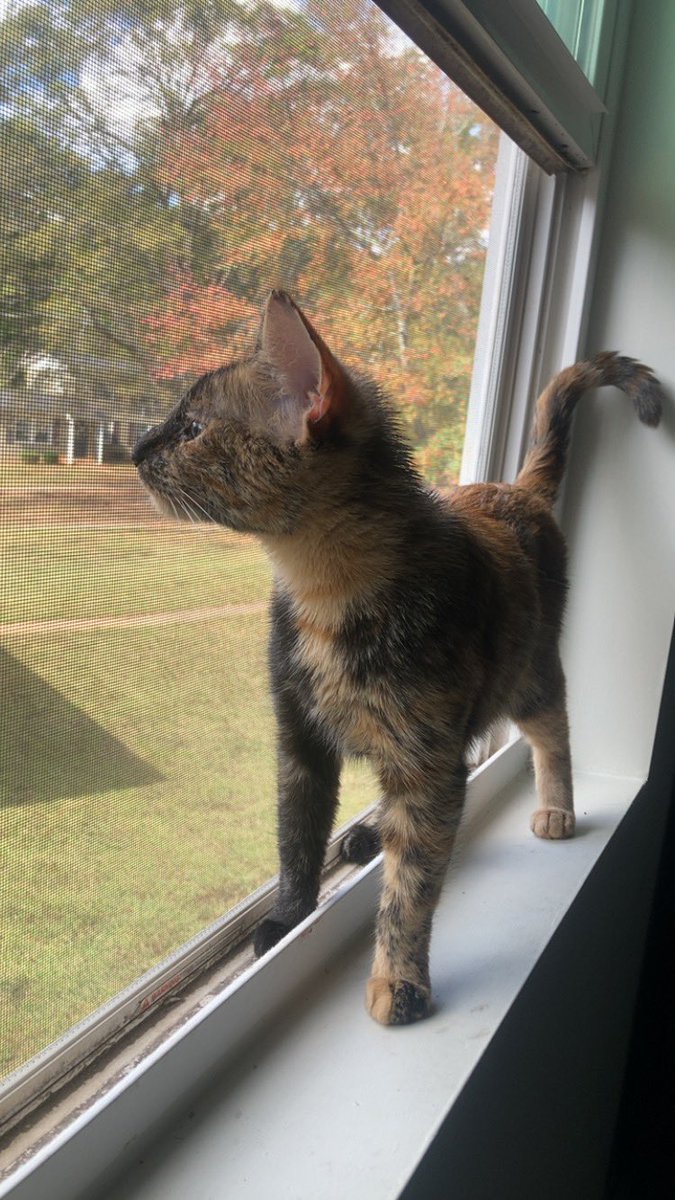 ImJustCryptic's tweet image. Pretty kitty doing pretty kitty things 🐱
WHATs the peeps been up to!?
Ima be hopping on VrChat tonight if anyone maybe wants to add me? 👀
Put your user down below!!