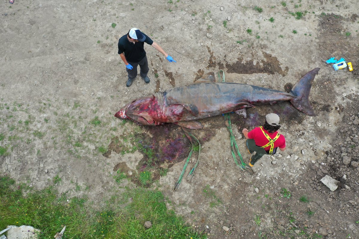 strandings_man's tweet photo. #IAmABiologist working to investigate the causes of strandings of all things finned and flippered around our shores since 1998. 25 years of #CSIoftheSea action and still so much more to learn... https://t.co/xzgBX9jHGL