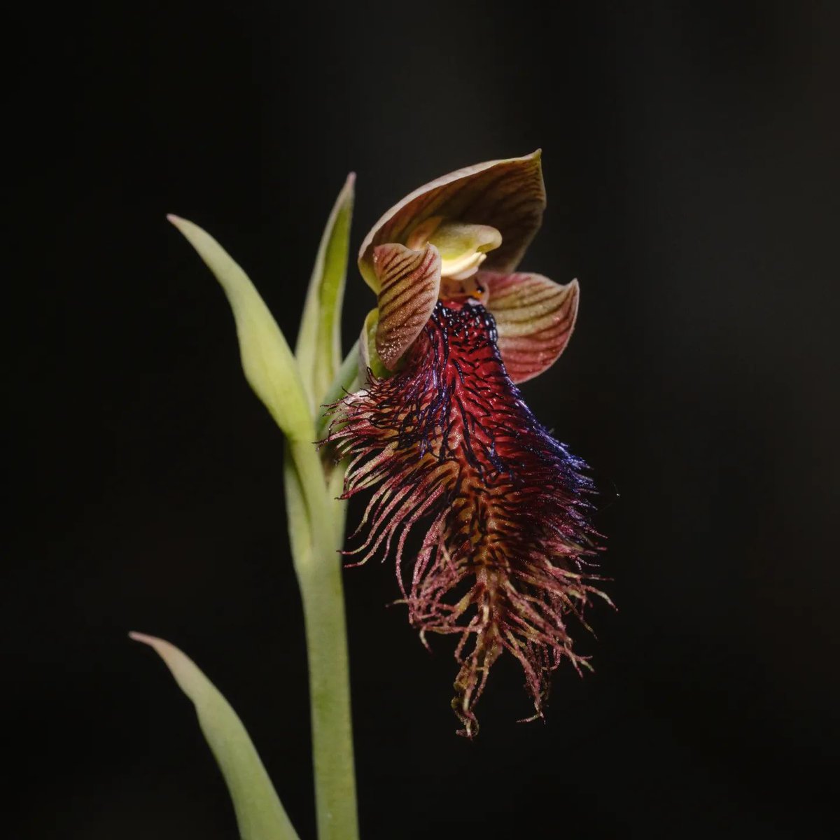 The intricate details of a Purple Bearded Orchid (Calochilus robertsonii), as recently captured by Richie Southerton at Black Mountain

#orchids #Canberra #blackmountain #naturereserves #australiancapitalterritory #orchaholic