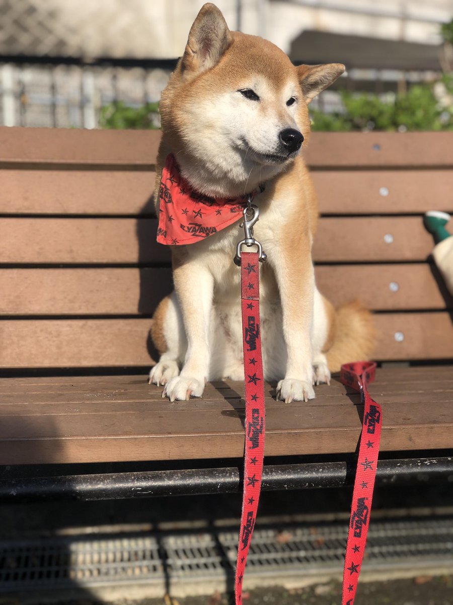 7_Nana83's tweet photo. おはようございます😃
朝の73歩（ナナ散歩）です。
🐕➰💩🚶　太陽が眩しそう☀️😅 https://t.co/QwJuf5RrdZ