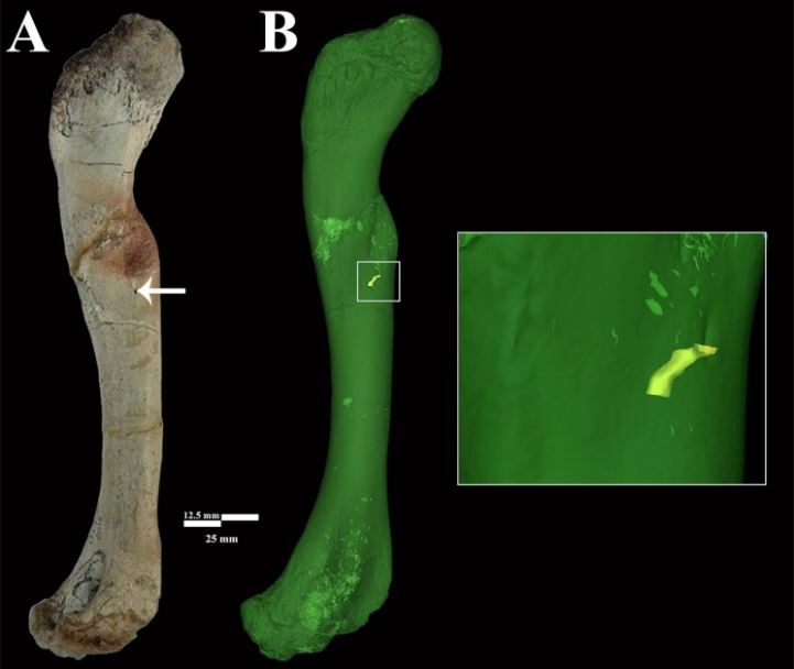 PaleoLab USP-RP tweet media