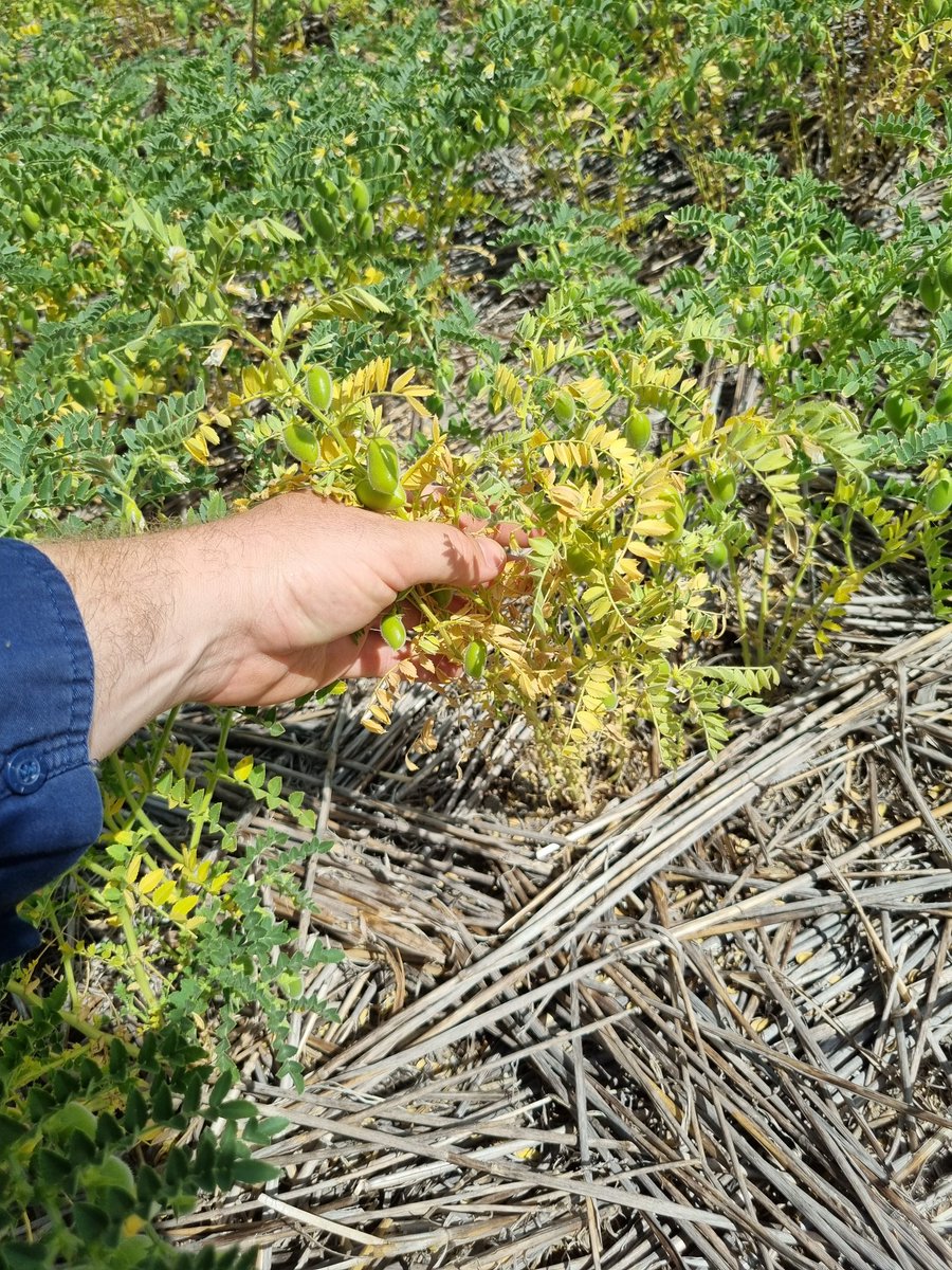 Pulse Asoociation of the South East tweet media