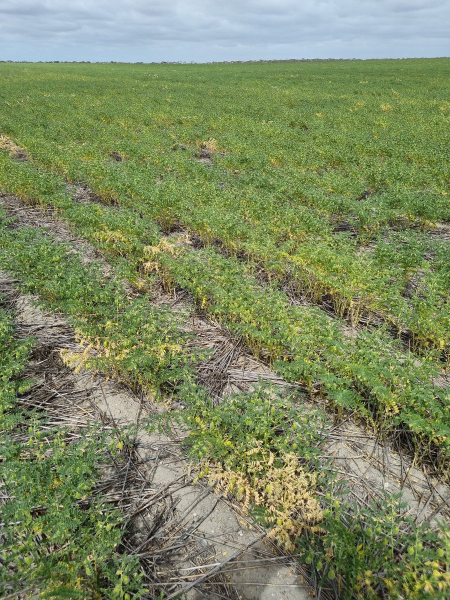 Pulse Asoociation of the South East tweet media