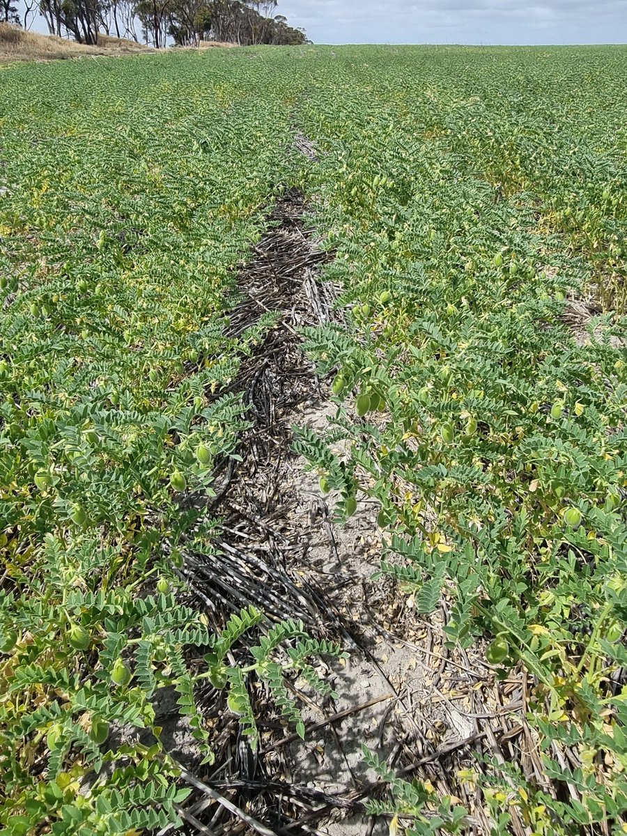 Genisis90 holding up in the dry,  any ideas on the random deaths? Plants were still filling