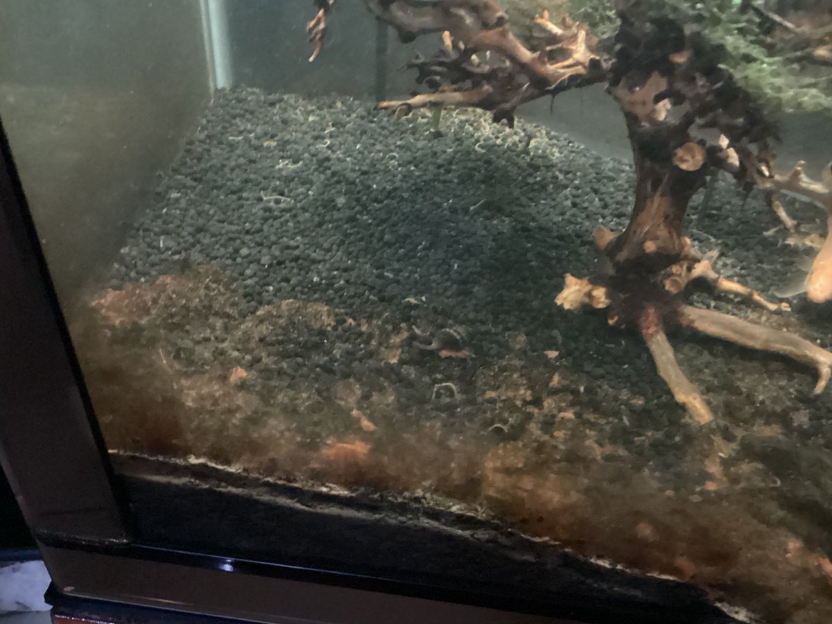 Phuc2013_QMH's tweet photo. New Snail In My Pool Fish https://t.co/EQ3CTKSgNP