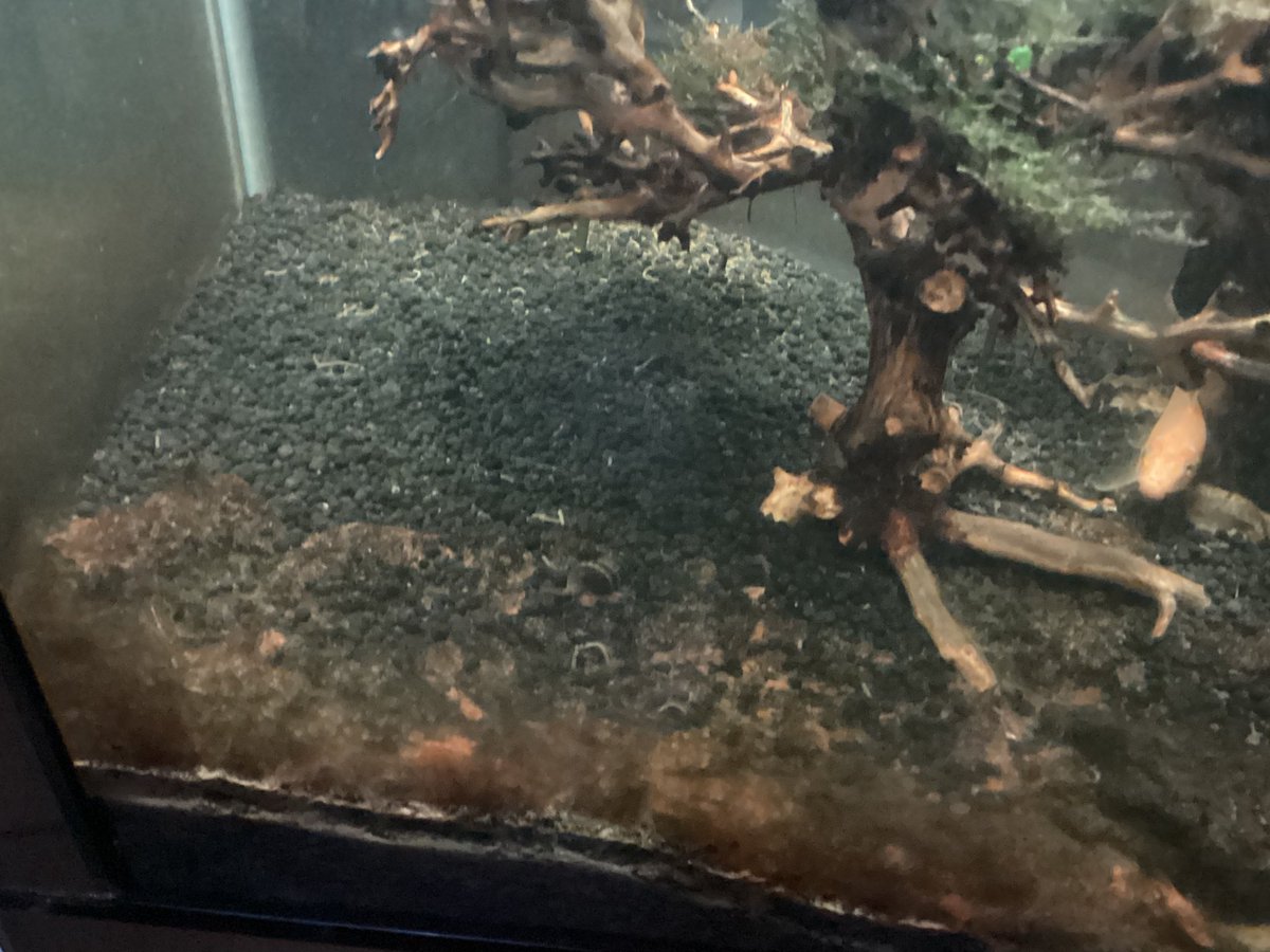 Phuc2013_QMH's tweet photo. New Snail In My Pool Fish https://t.co/EQ3CTKSgNP