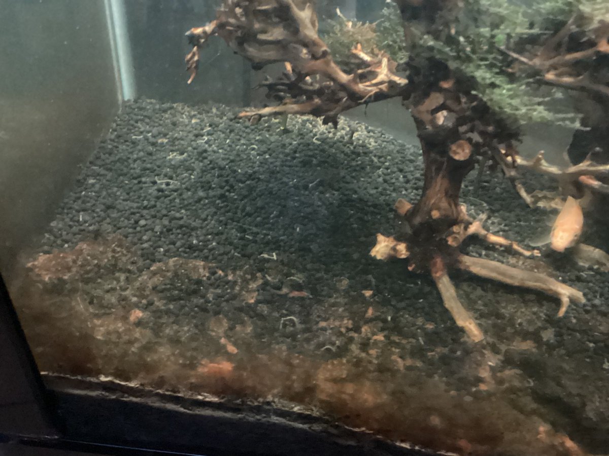 Phuc2013_QMH's tweet photo. New Snail In My Pool Fish https://t.co/EQ3CTKSgNP
