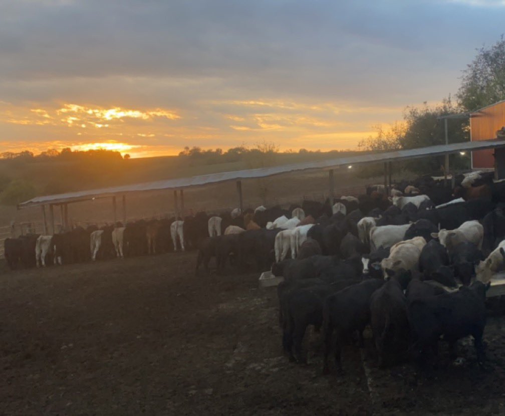 Nice night to feed some critters