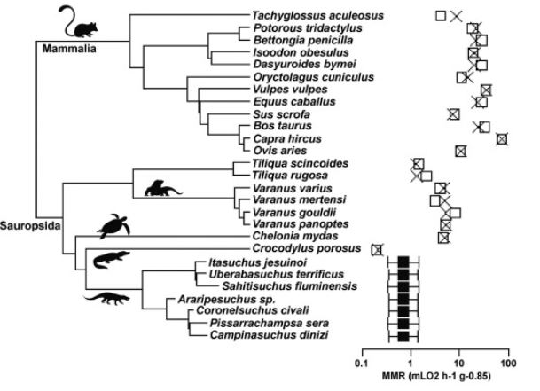PaleoLab USP-RP tweet media