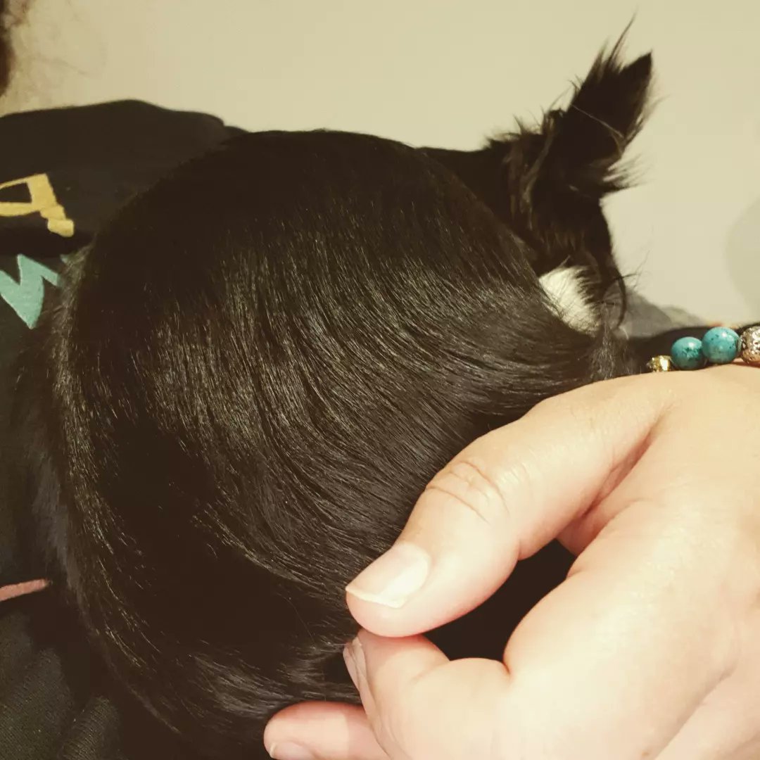RenateKriegler's tweet photo. I wish I was so cute that people just hold me, feed me, massage me, and let me sleep all day.
#ChihuahuasOfTwitter 
#Chihuahuas 
#Chihuahua 
#ChihuahuaLife
#Chimigos https://t.co/asOwy7tsBk