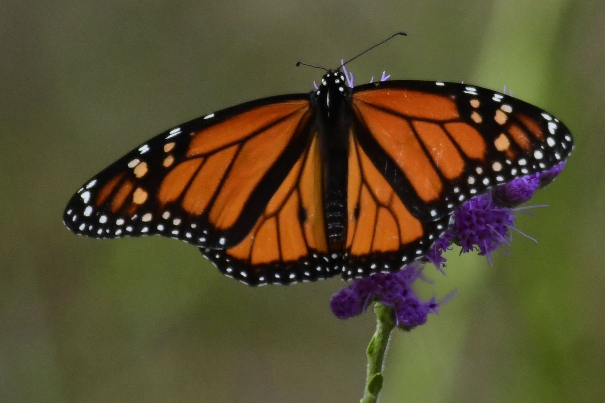 riverguy47's tweet image. Had a Monarch visit this afternoon