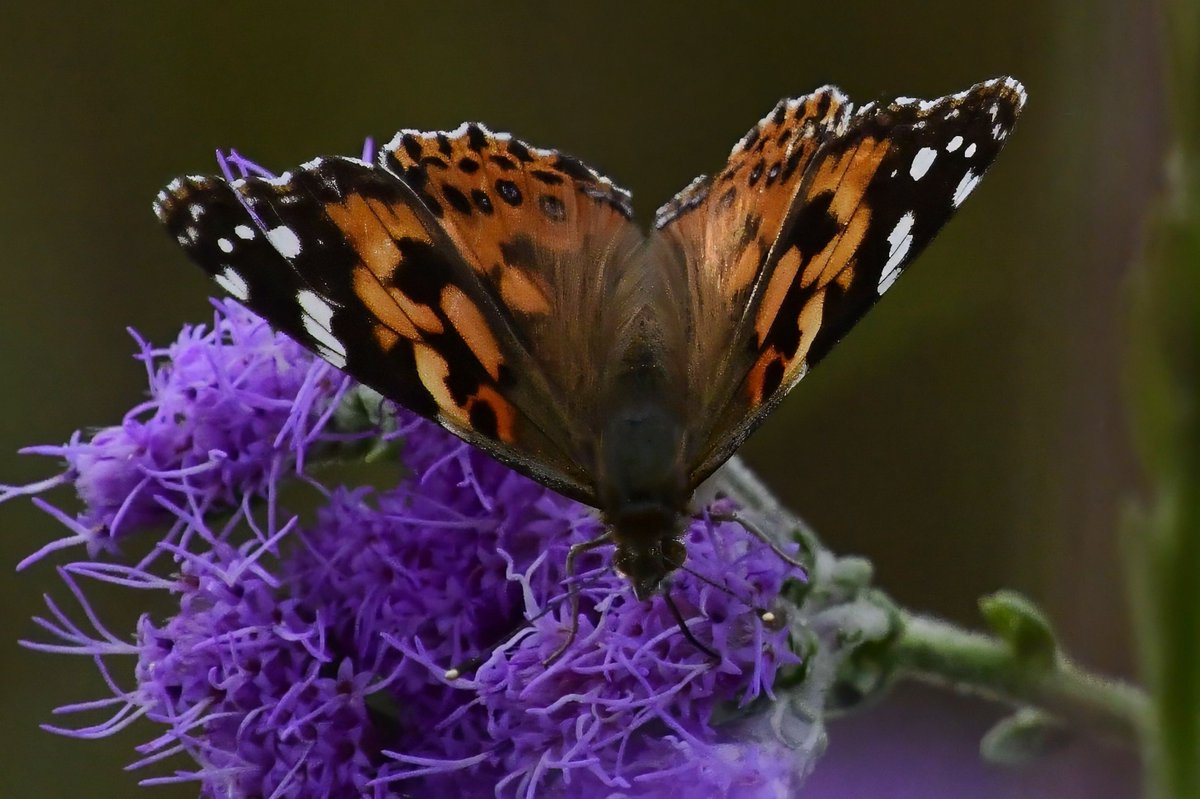 riverguy47's tweet image. A Painted Lady decided to say hello.