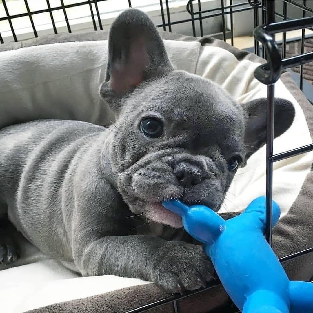 Rate this cuteness out of 10! ❤️ 

#frenchbulldog #frenchiepost
