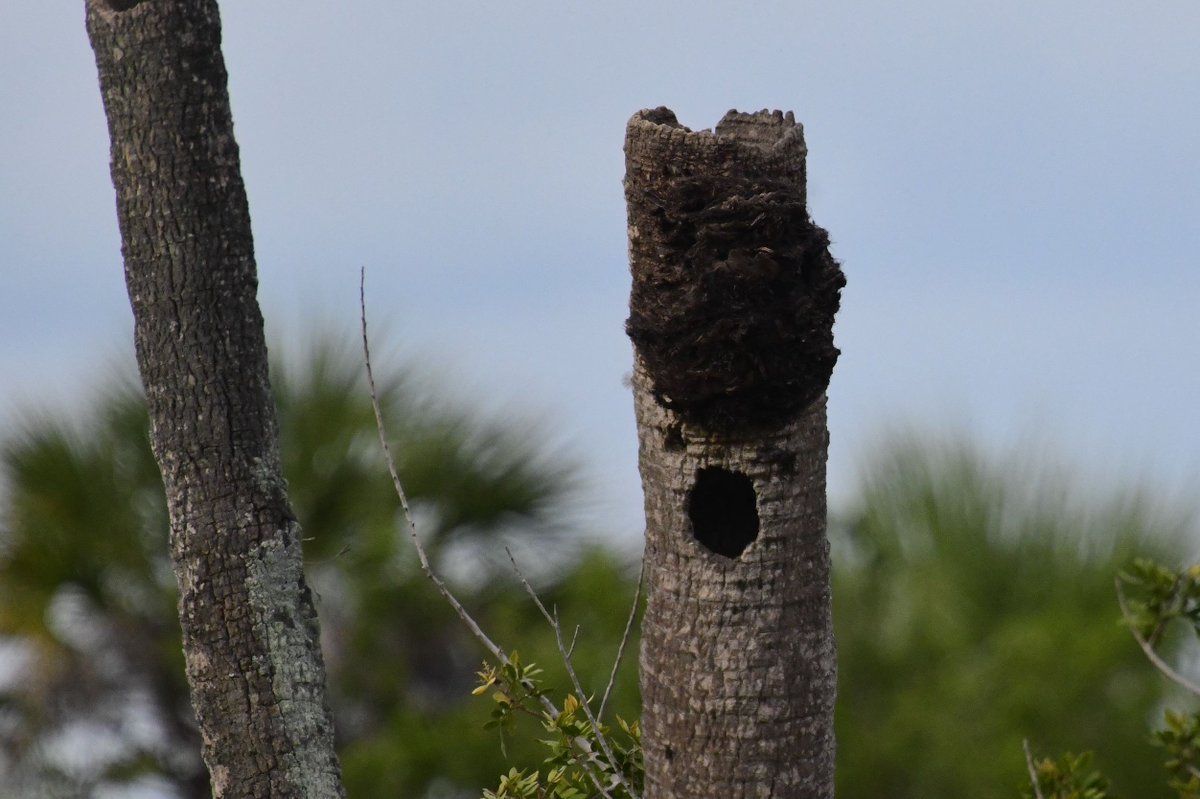 riverguy47's tweet image. Halloween Palm 😆