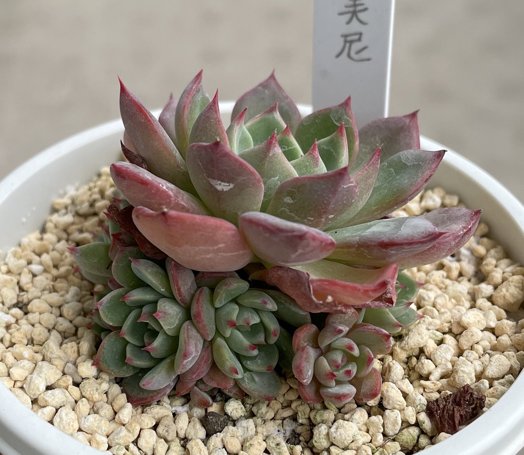 値下げ中♪♪ウォールバー❤️☆寄せ植え☆このまま飾れます☆多肉植物