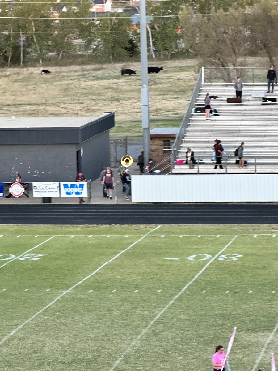 My kind of football. Cattle in the background.