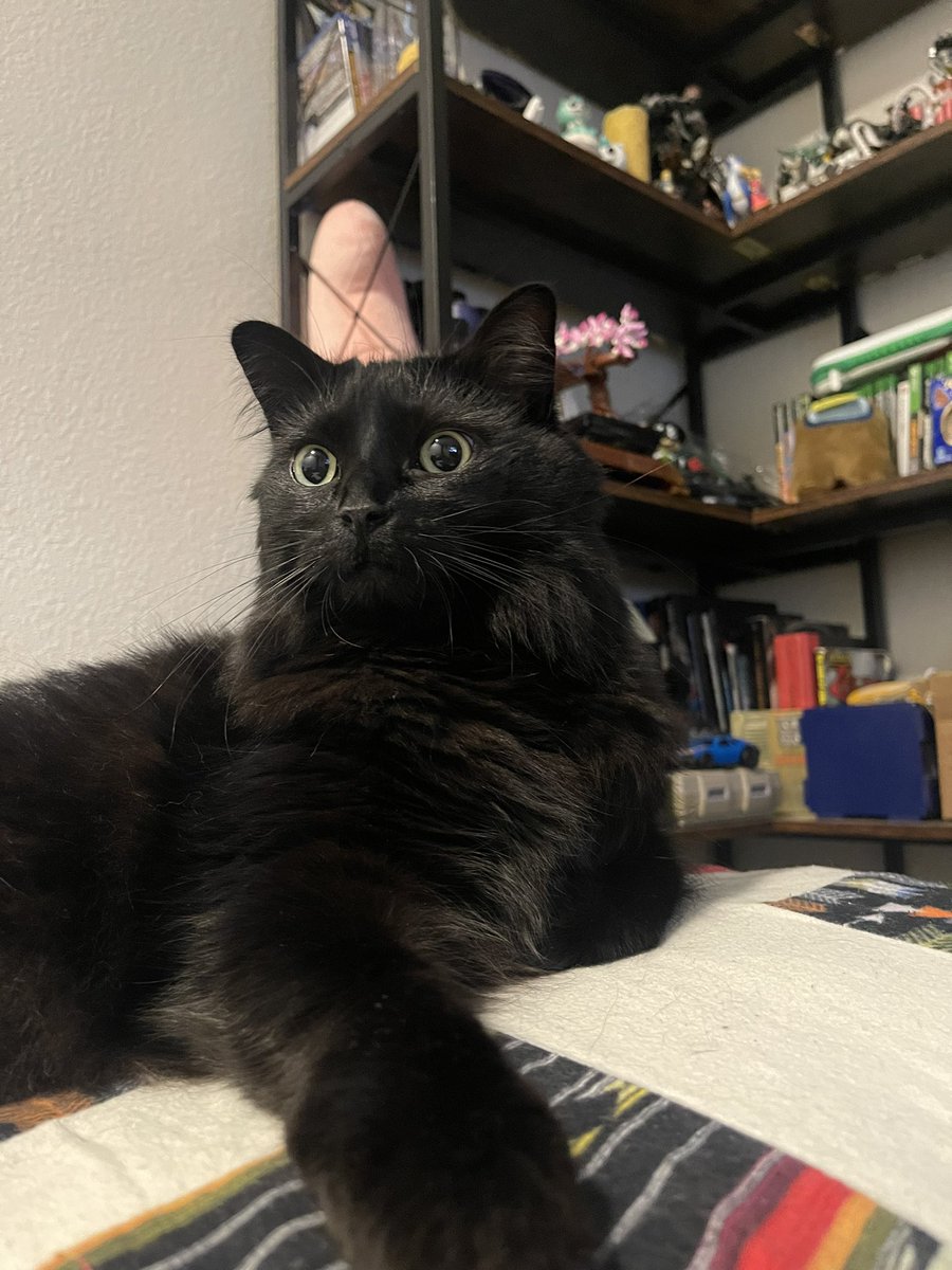atgowans's tweet photo. Puddles eyebrows 🥰 https://t.co/GnrypaqY6Y