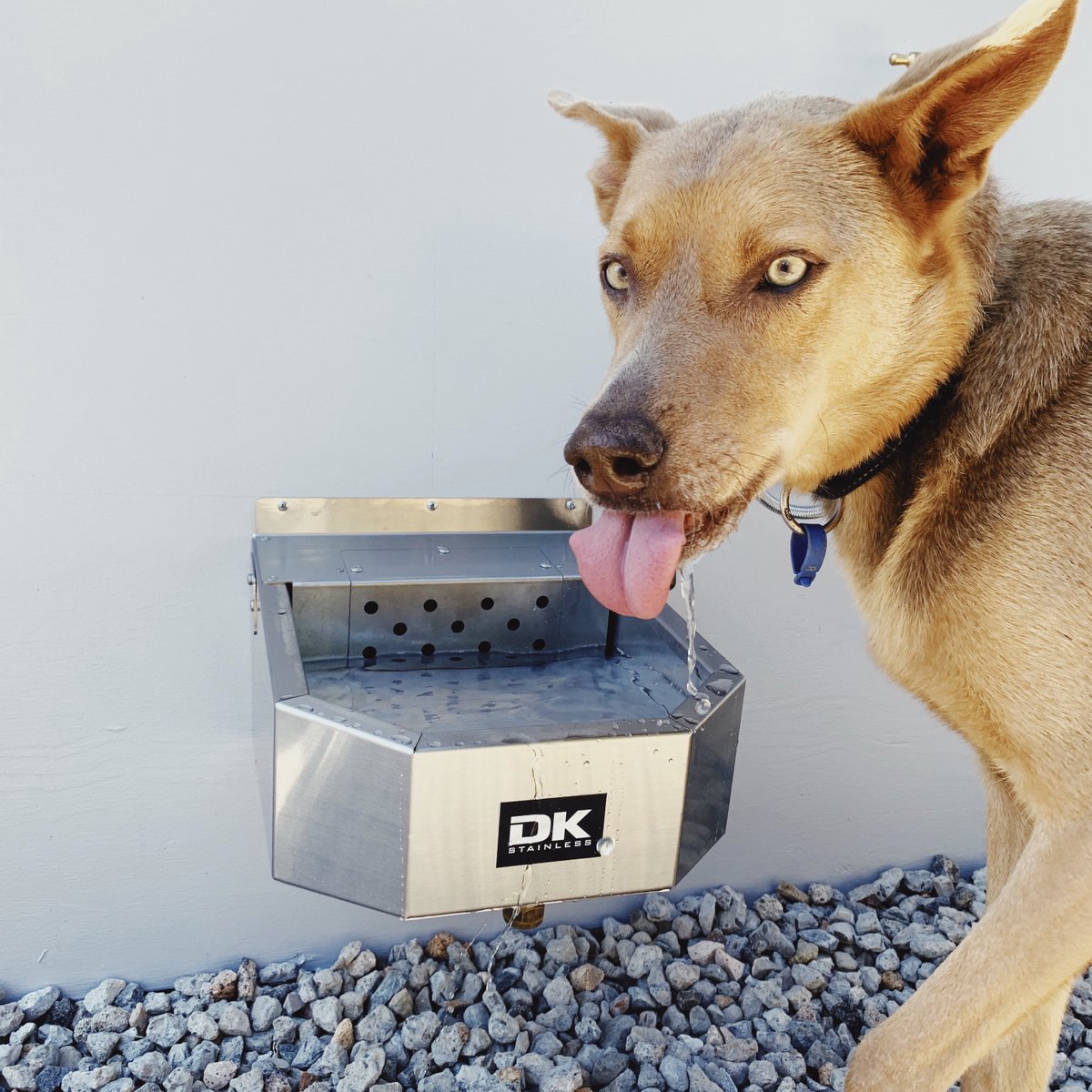 DkStainless's tweet photo. After a hard week of work as DK's Q.A Officer getting out final orders, even Boss enjoys himself a nice knock-off drink 🙌 Have a great weekend legends 🐶 https://t.co/Rn5fD9S7uI