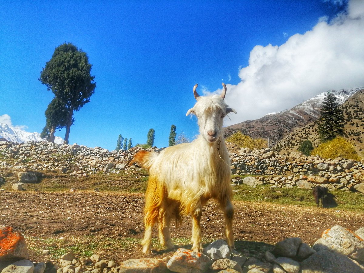 sajidrazaali's tweet photo. Good morning friends 🤗
I am so greatful to be back to my village after 37 days-where I feel most alive❤️🙏🏼i wish you all a very happy Friday filled with peace, love, health and good vibes🙏🏼❤️🙏🏼
#RupalValley #Animal #Autumn #mountains https://t.co/LhdEAEc3hV