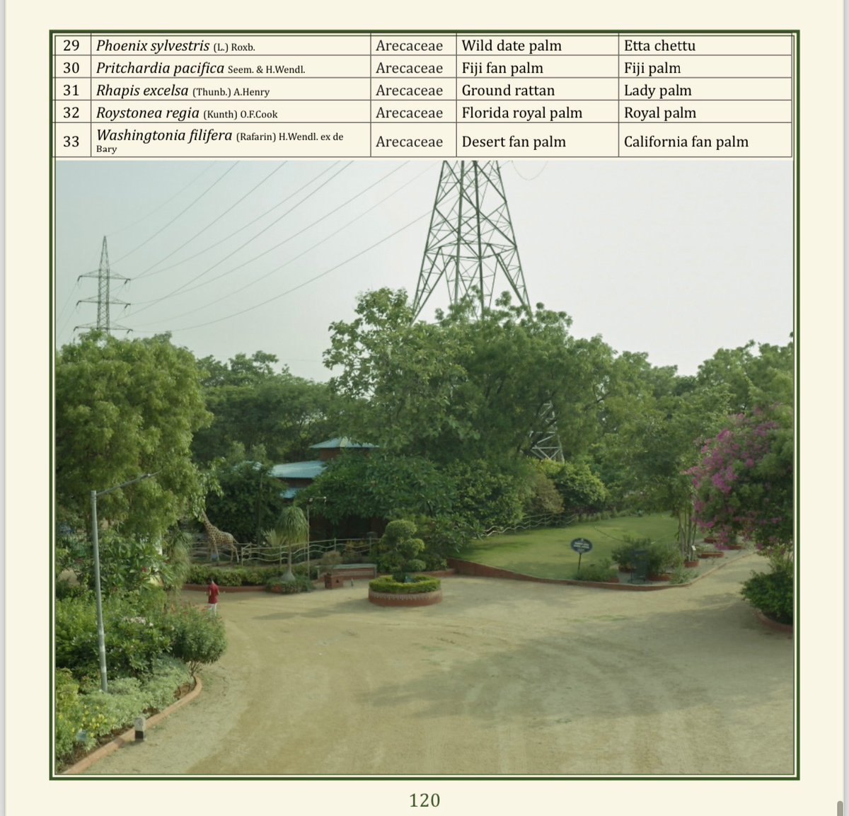 (49/75) PALMATUM
<a href="/TSFDCL/">Telangana Forest Development Corporation Ltd</a>
<a href="/HarithaHaram/">Telangana Forest Dept.</a>
<a href="/FCRIHyderabad/">FCRI Hyd Telangana</a>
<a href="/TelanganaCMO/">Telangana CMO</a>
<a href="/PMOIndia/">PMO India</a>
<a href="/bsi_moefcc/">Botanical Survey of India</a>
<a href="/bgci/">Botanic Gardens Conservation International</a>
<a href="/UNBiodiversity/">UN Biodiversity</a>
<a href="/FAOclimate/">FAO Climate Change & Biodiversity</a>
<a href="/UNEP/">UN Environment Programme</a>
<a href="/RoyalBotanical/">Royal Botanical</a>
<a href="/IcfreIndia/">Indian Council of Forestry Research and Education</a>
<a href="/RoyalBotanical/">Royal Botanical</a>
<a href="/TreesforCities/">Trees for Cities</a>